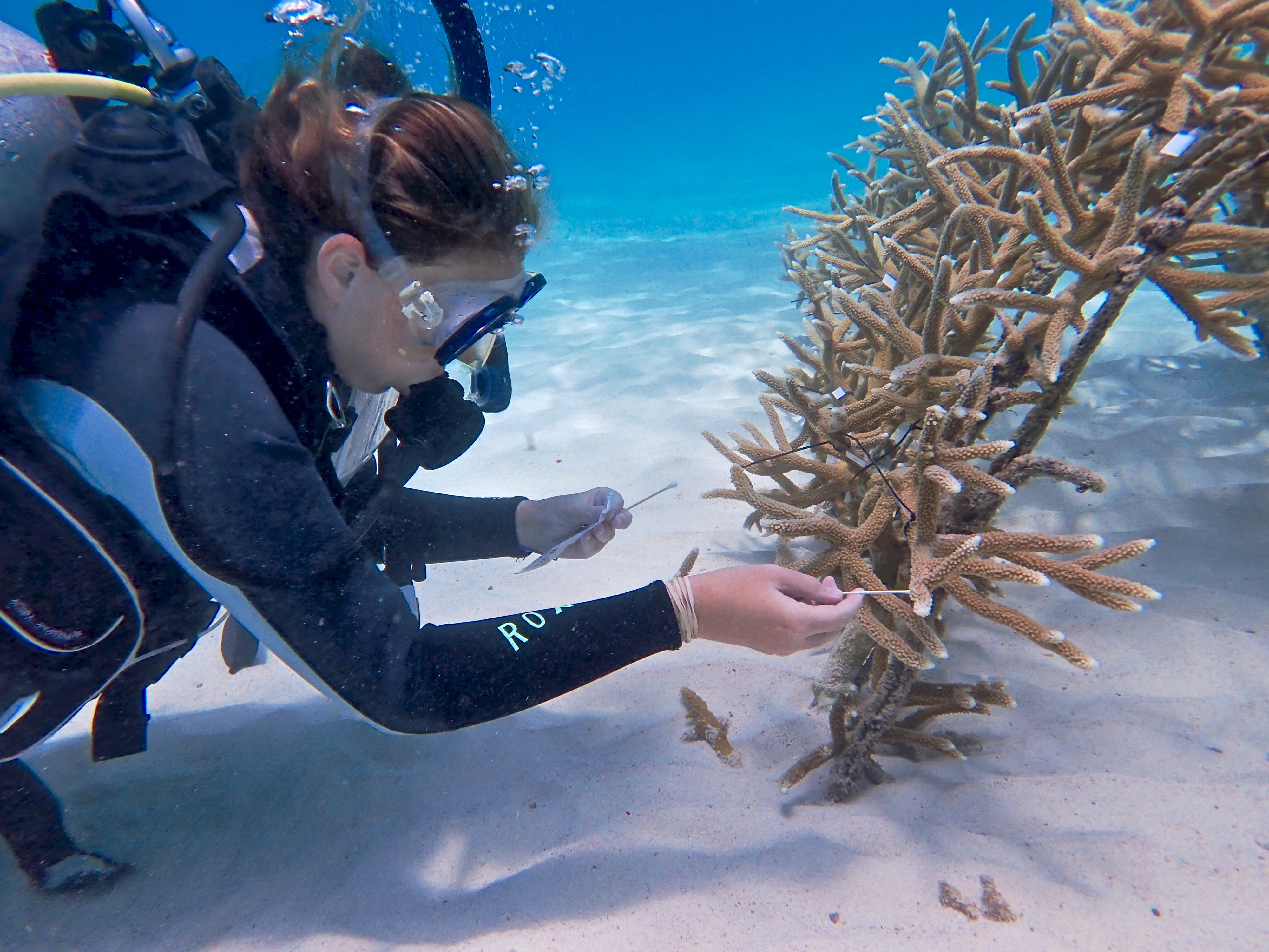 Morgan Farrell, M.S. SCUBA coral research